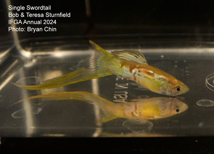 guppy single swordtail